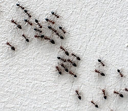 insects ants